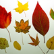 Illustration for article titled Shooting Challenge Fall Leaves Gallery 10